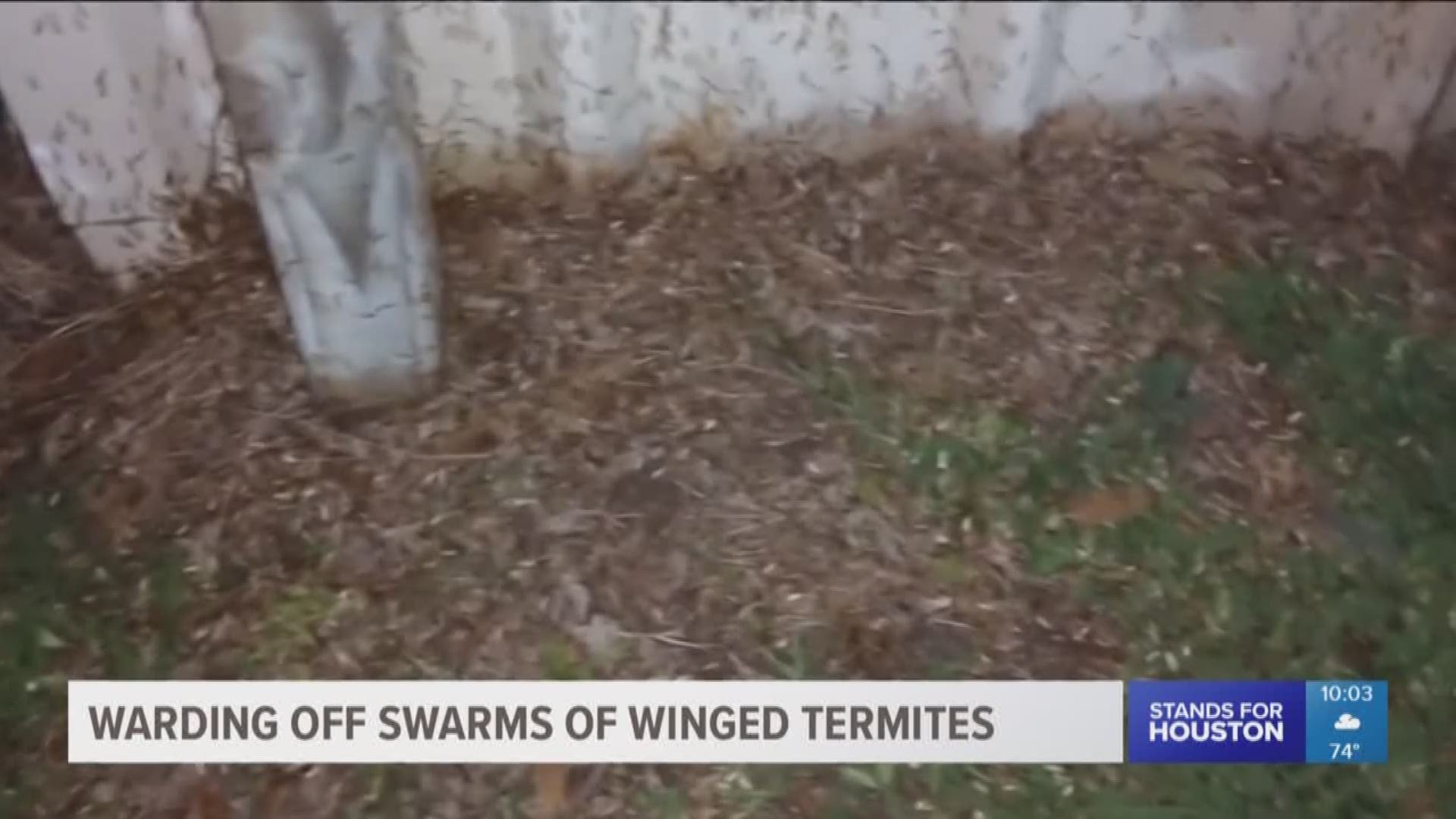 Swarms of winged bugs seem to be invading neighborhoods from Houston?s Fifth Ward down to Baytown. Experts say they?re an aggressive species of termites. 