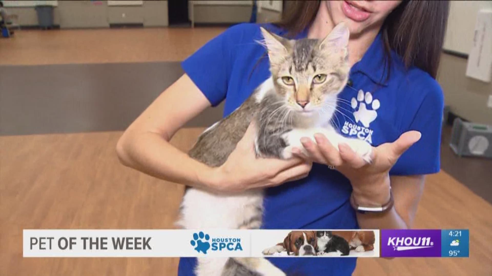 Our Pet of the Week is a beautiful kitten named Deanna. She's very friendly and even gets along with dogs. For more information on Deanna and other homeless pets, go to Houstonspca.org