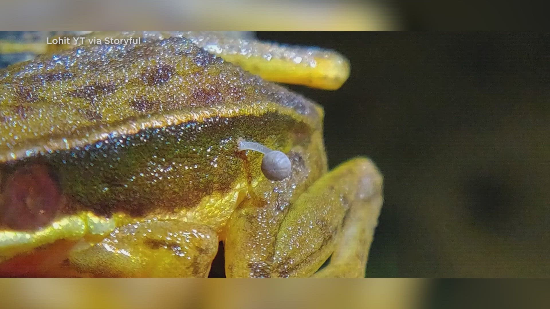 According to the report, a mushroom sprouting from a live frog has never been documented.