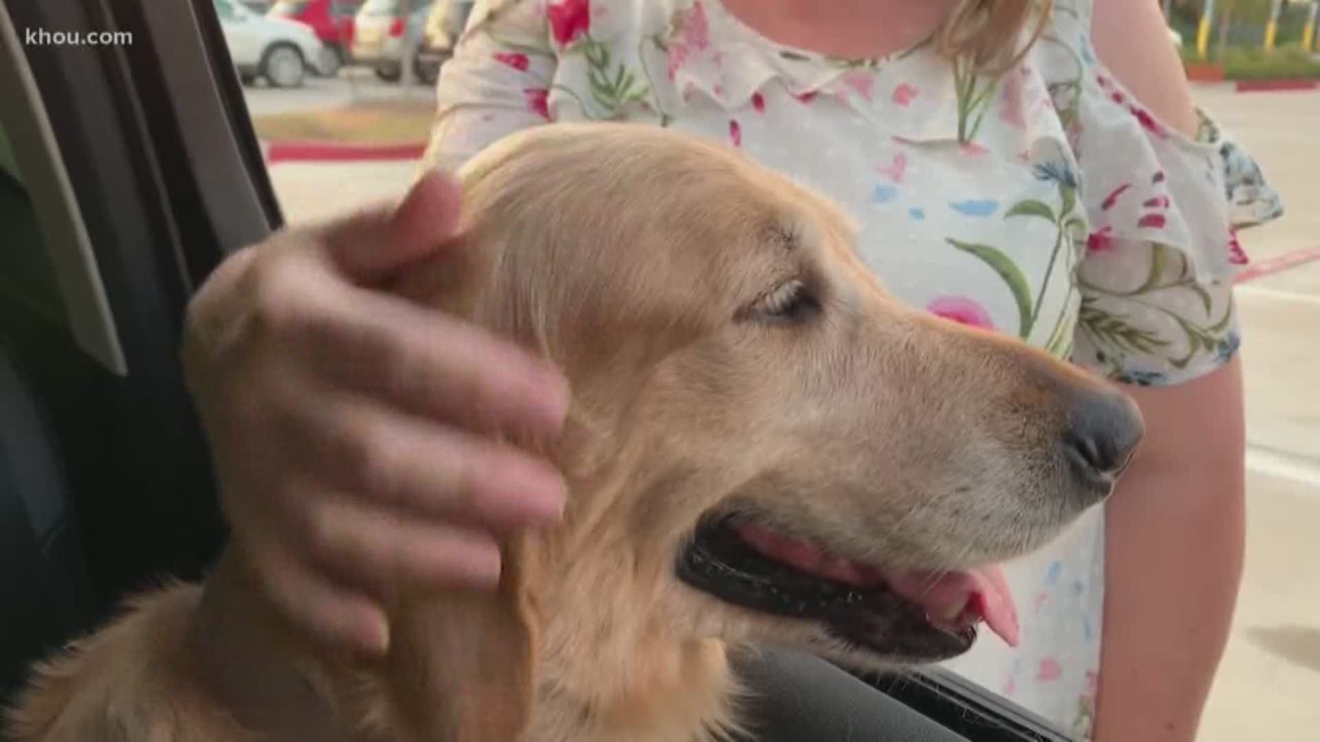 A family passing through the Houston area said their golden retriever Lucy was stolen from a restaurant parking lot over the weekend.