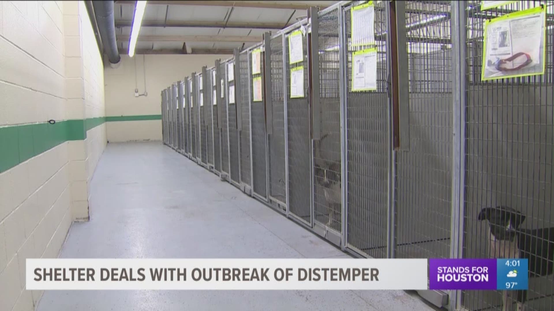 Animals shelters in Montgomery County are overcrowded and dealing with a deadly disease called distemper. 