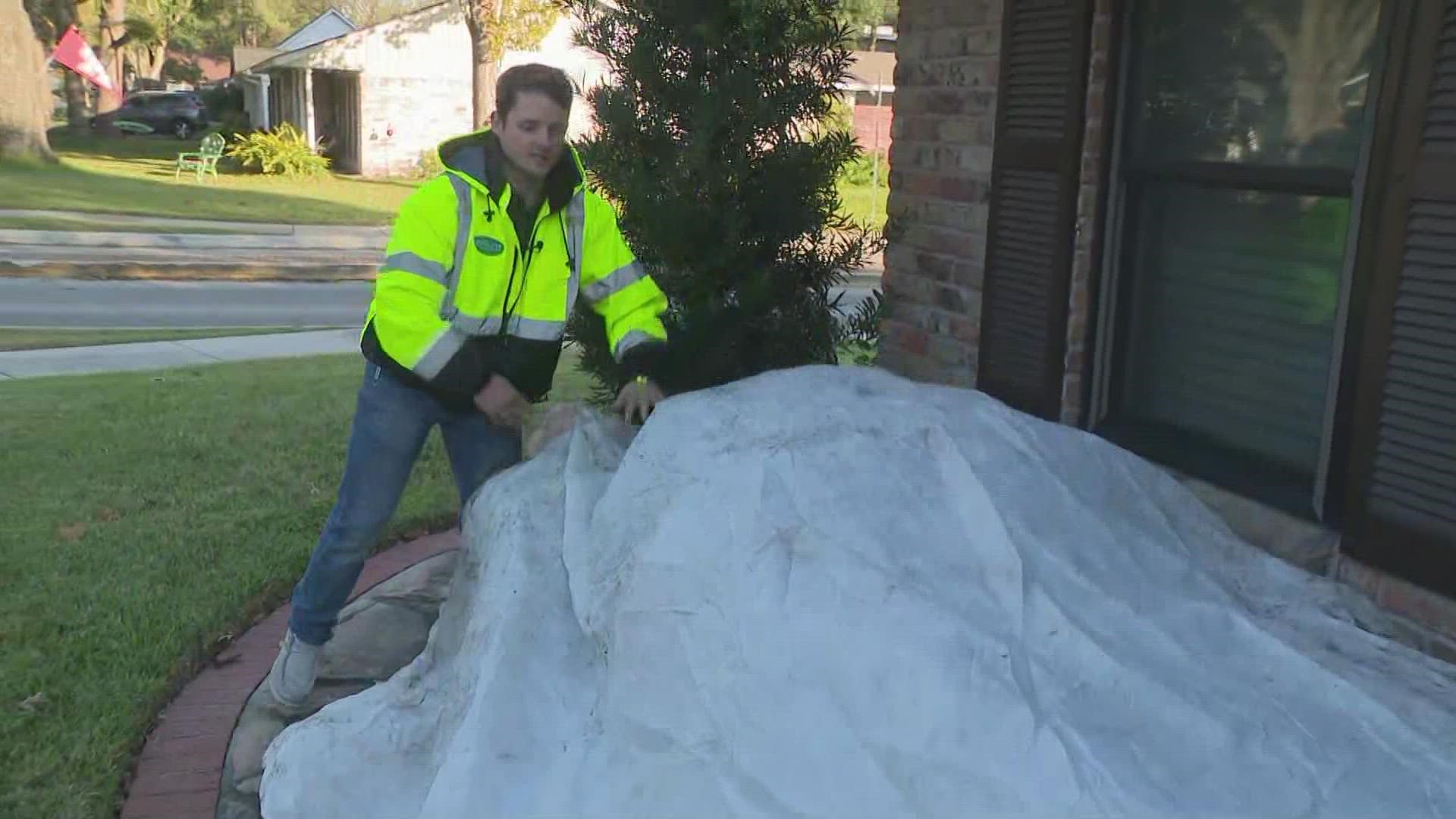 Tips on how to protect your plants from freezing temperatures