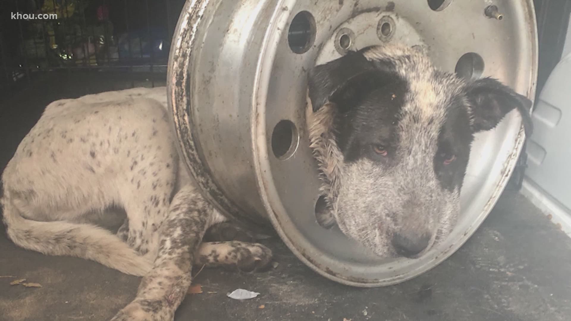 A local dog — who rescuers have named 'Pickle' — is resting comfortably after his head was stuck inside a tire rim for five days in Brazoria County, Texas.