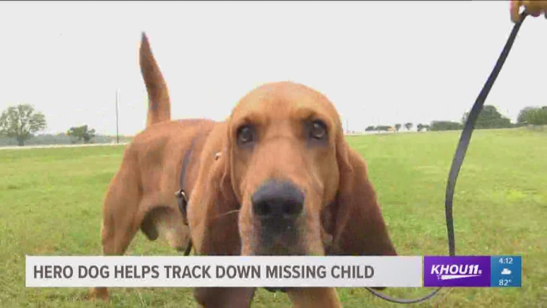 Ringo, a K9 in Grimes County, helped find a missing girl this week, and it's not the first time he's helped save a life.