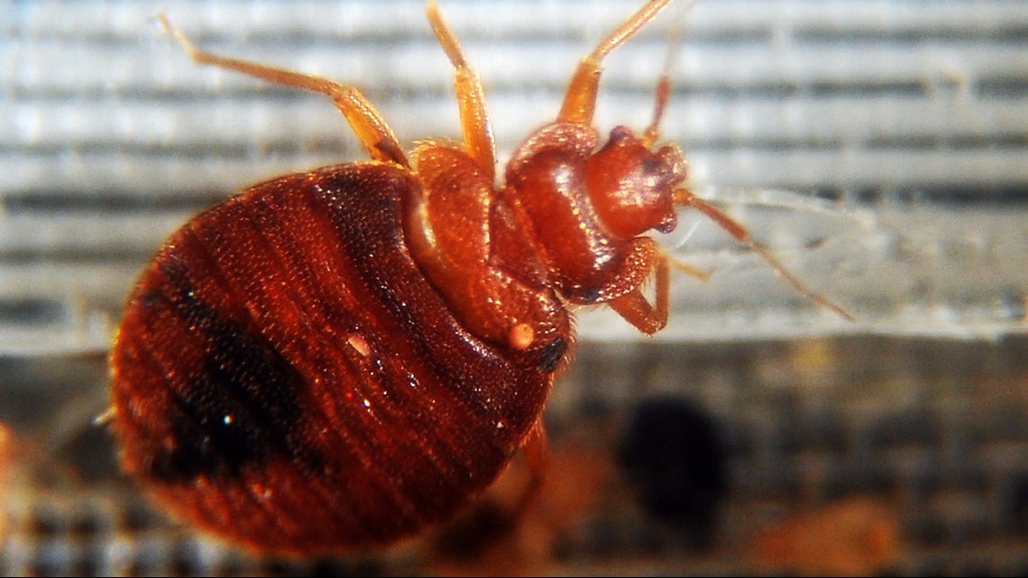 Spring Break 2024 How to avoid bringing bed bugs home