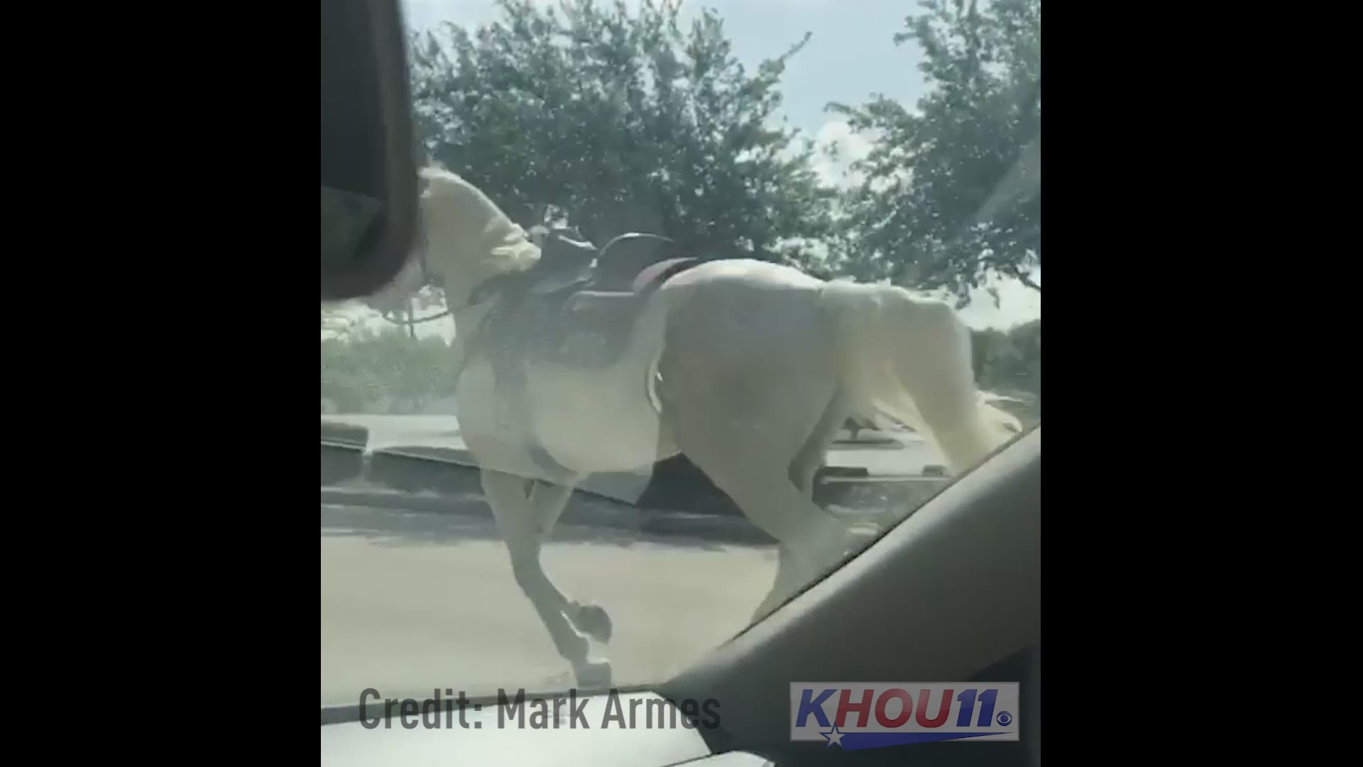 Video from Mark Armes and others shows a horse on the loose in downtown Houston. The saddle says HPD but police won't confirm it is one of theirs.