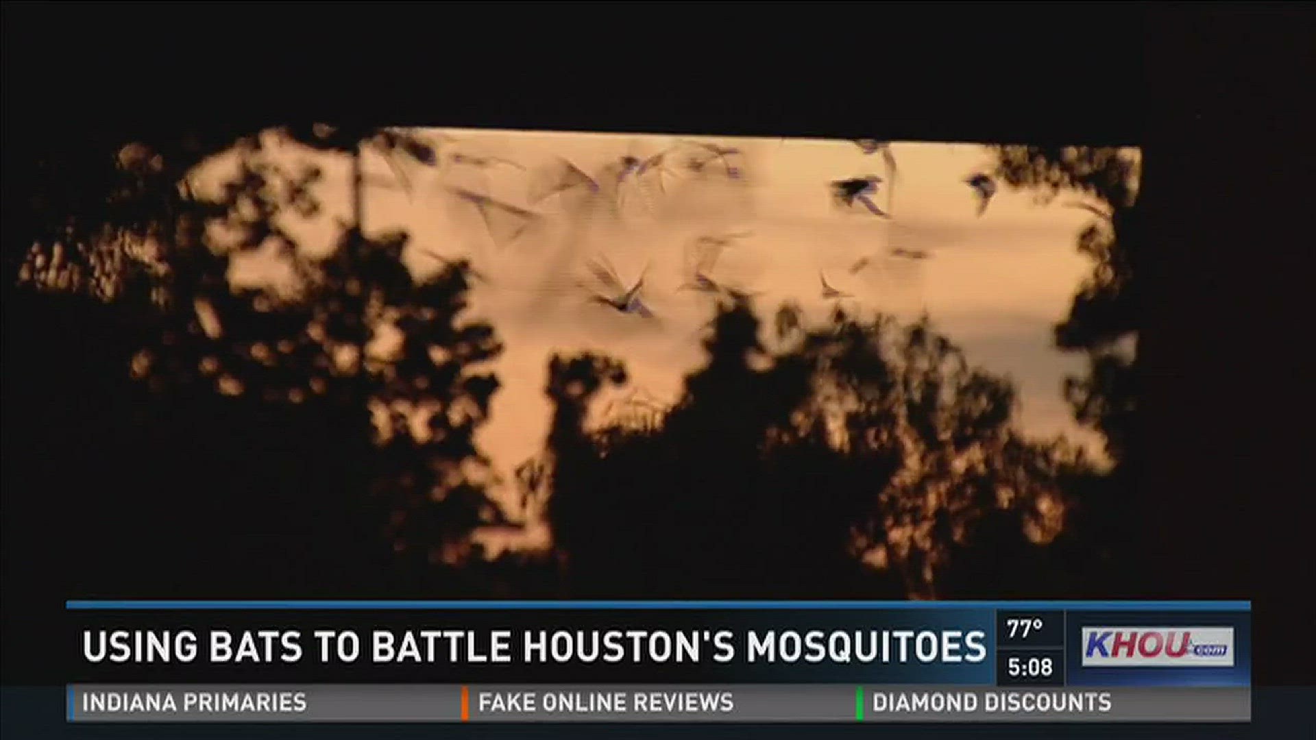 Bats could be the secret weapon in keeping Houston's mosquito problem under control. One bat can eat 1,000 mosquitoes a night.