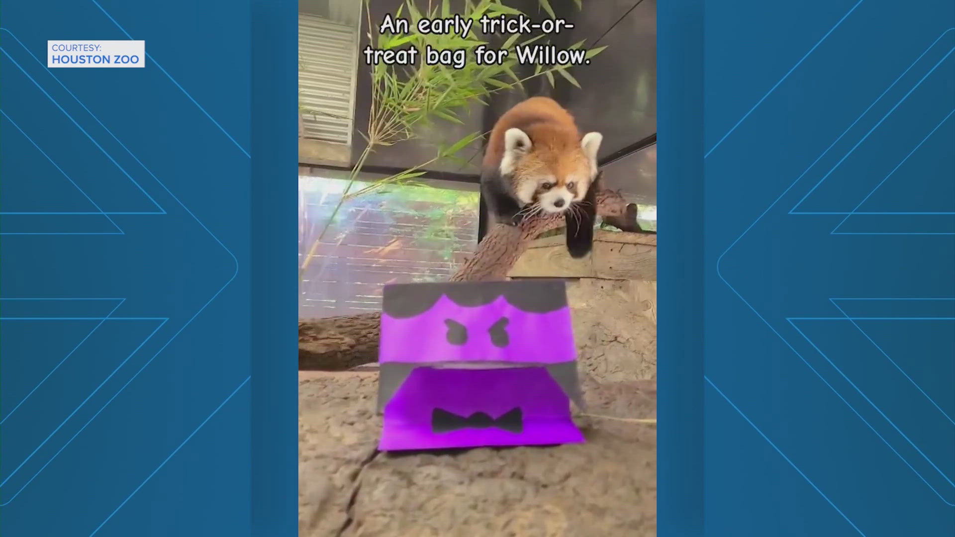 Willow the Red Panda got an early trick-or-treat at the Houston Zoo.