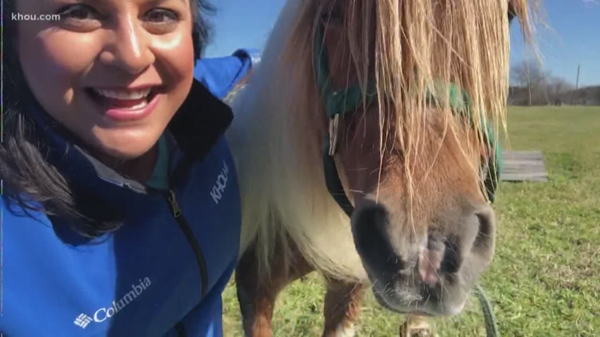 A miniature pony pulled from a storm drain back in October has joined the Harris County Sheriff's Office. KHOU 11 News reporter Melissa Correa got to meet Chief Friday.