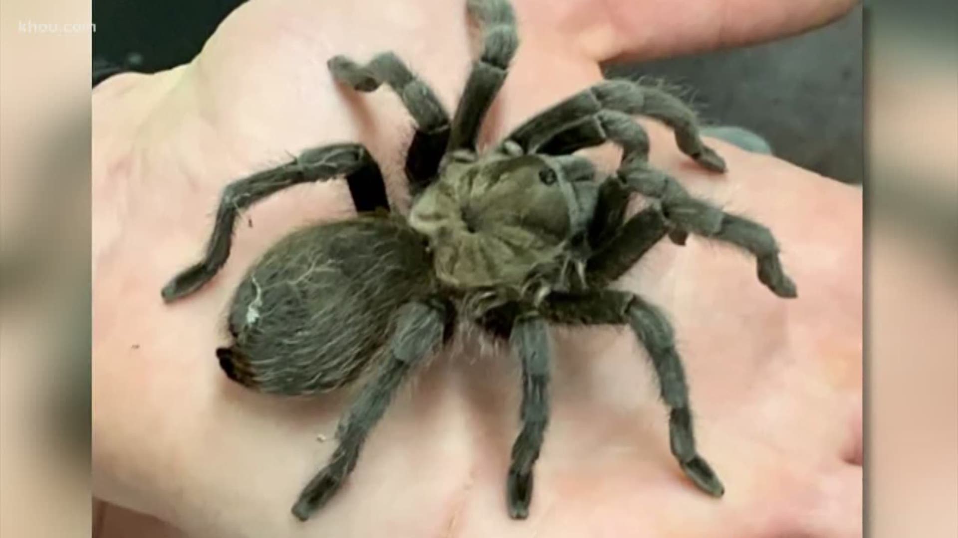 It’s once again that time of the year when the Texas brown tarantula makes an appearance in parts of North Texas. From late May to October they appear in places from the desert to grasslands throughout Texas. Things get spicy in August, when it's mating season. Then tarantulas retreat to their boroughs when the weather gets colder.