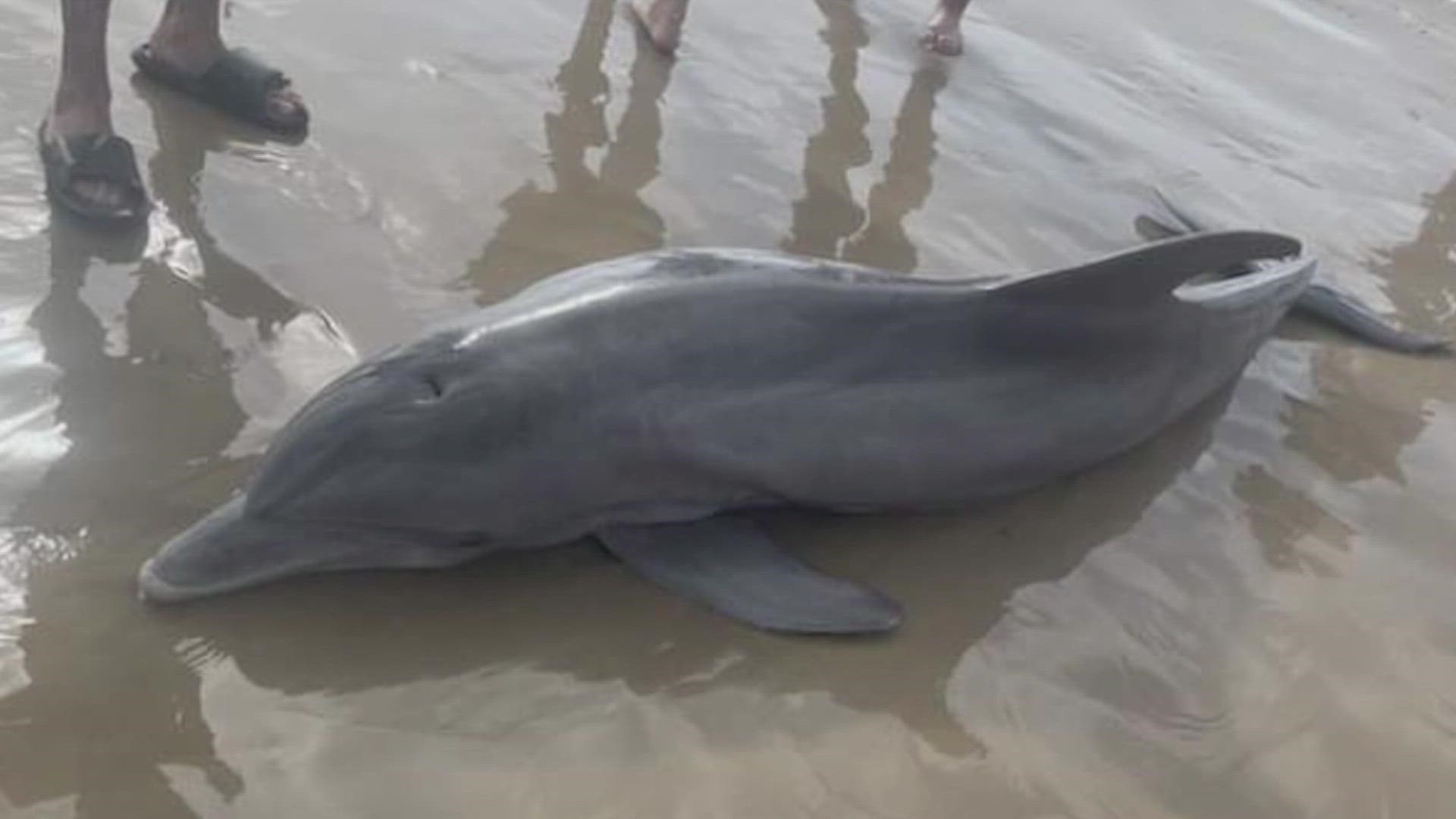On Sunday, beachgoers found a sick dolphin on the beach and pushed it back out to sea and attempted to swim with and ride the sick animal.