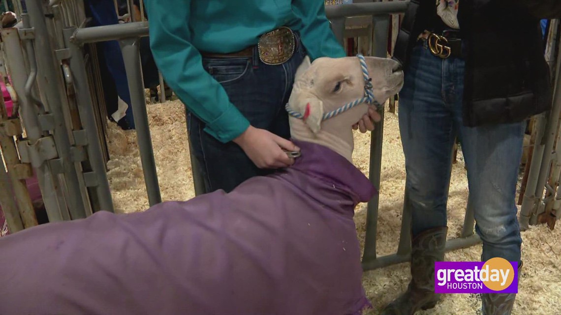 Ribuan peserta pameran junior datang ke Houston Livestock Show