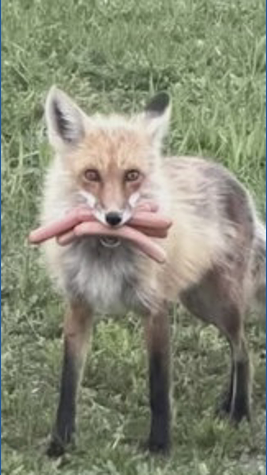Canadian fox caught stealing mouthful of hot dogs before barbecue