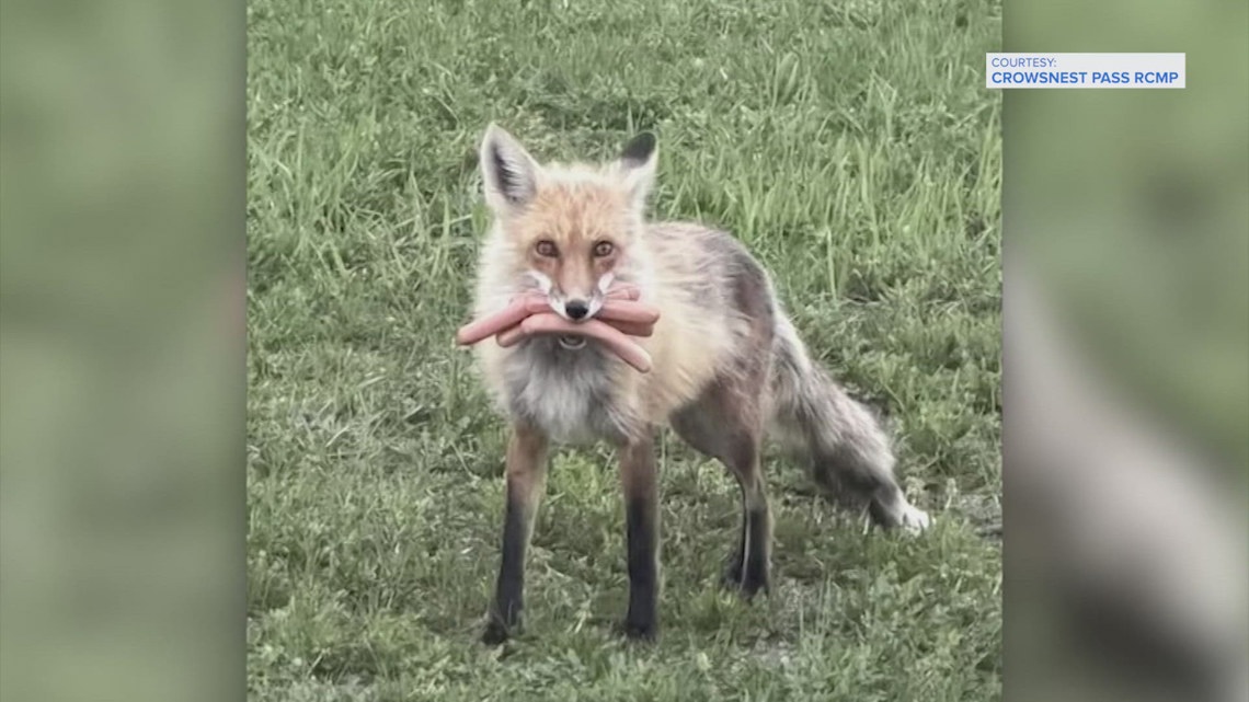 Canadian fox caught stealing mouthful of hot dogs before barbecue