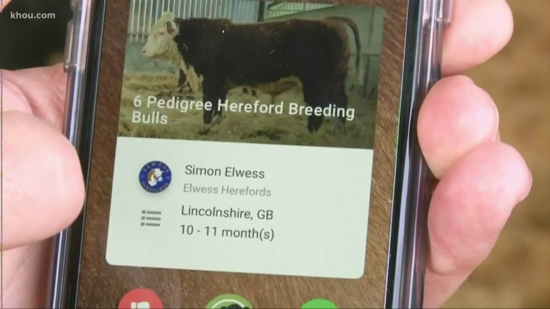 The app will allow farmers to swipe left or right to "identify breeding stock and partners for their cattle, in the quest for moo-love." In other words, farmers will be able to swipe right for yes and left for no for cows on sale.