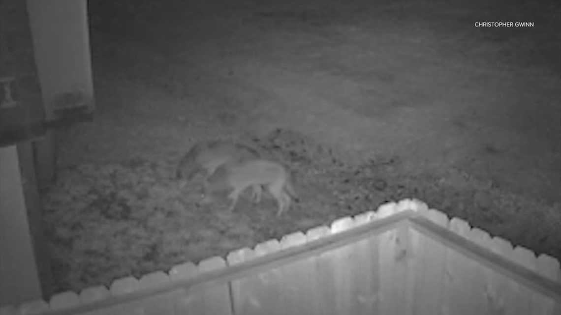 Coyote terlihat di Deer Park, Texas, lingkungan