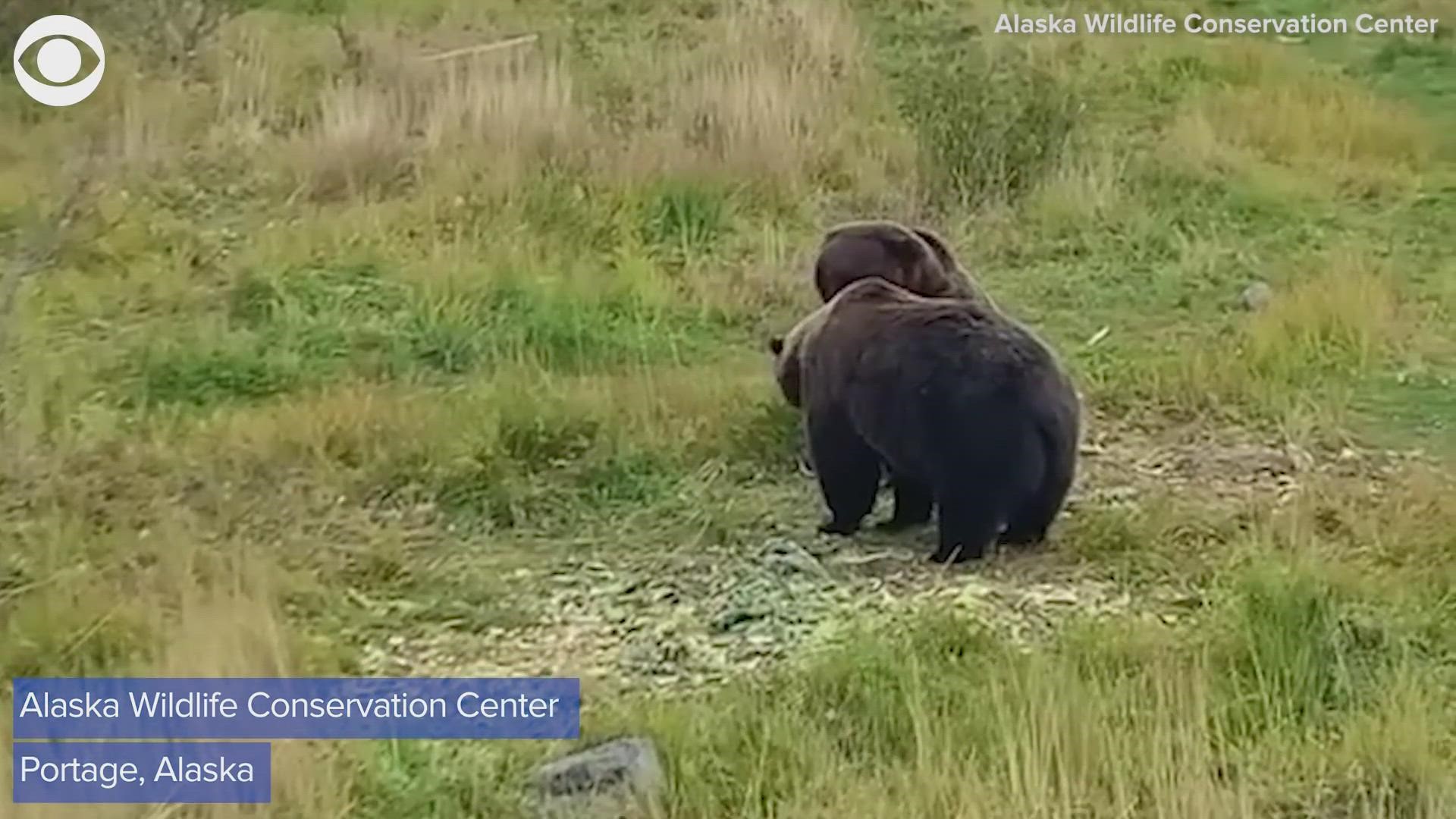 Brown Bears - Alaska Wildlife Conservation Center