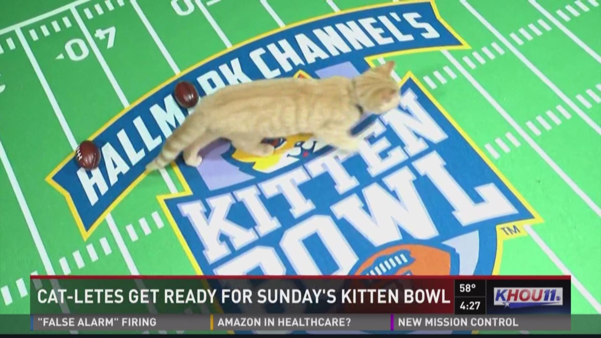 Plenty of people watch the Puppy Bowl on Super Bowl Sunday, but will you be tuning into the Kitten Bowl? 