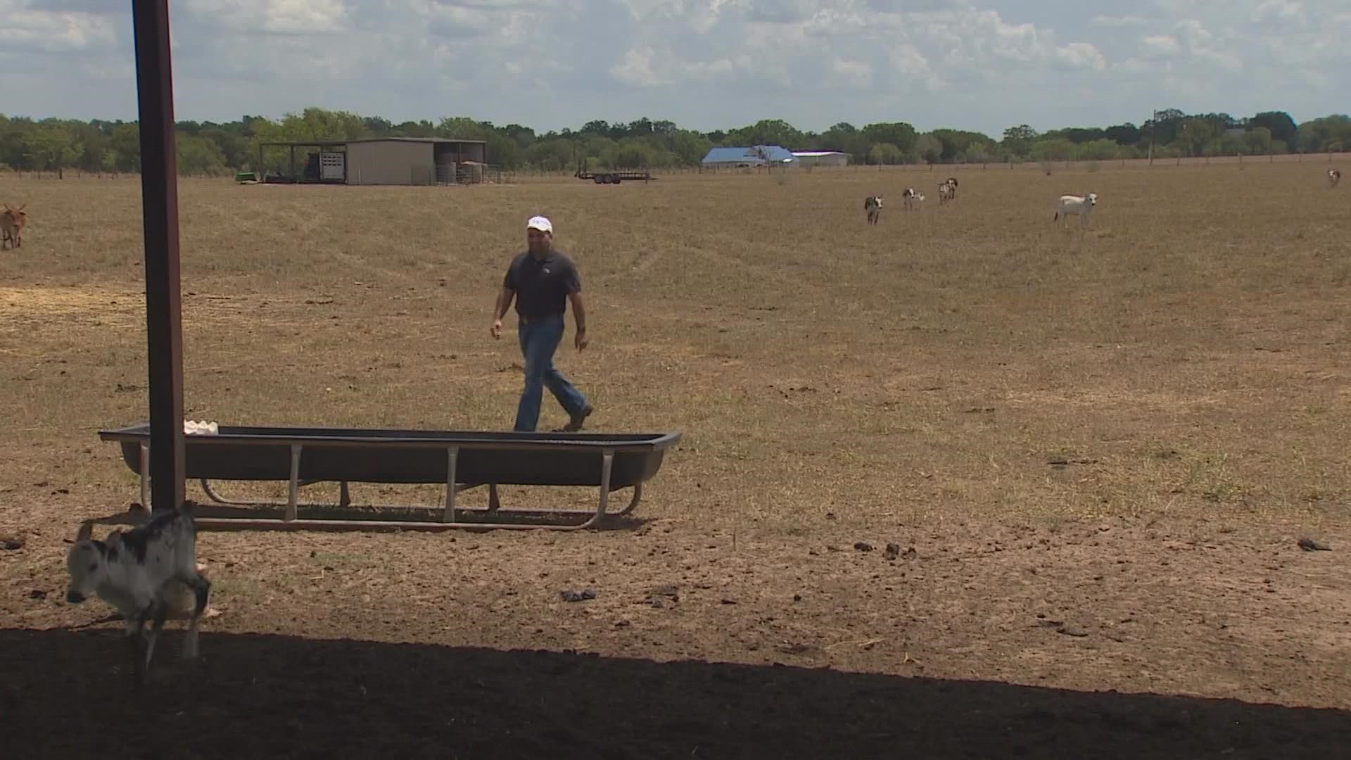 "We haven't had rain out here in probably 60-days," said cattle rancher Homero Barrera.