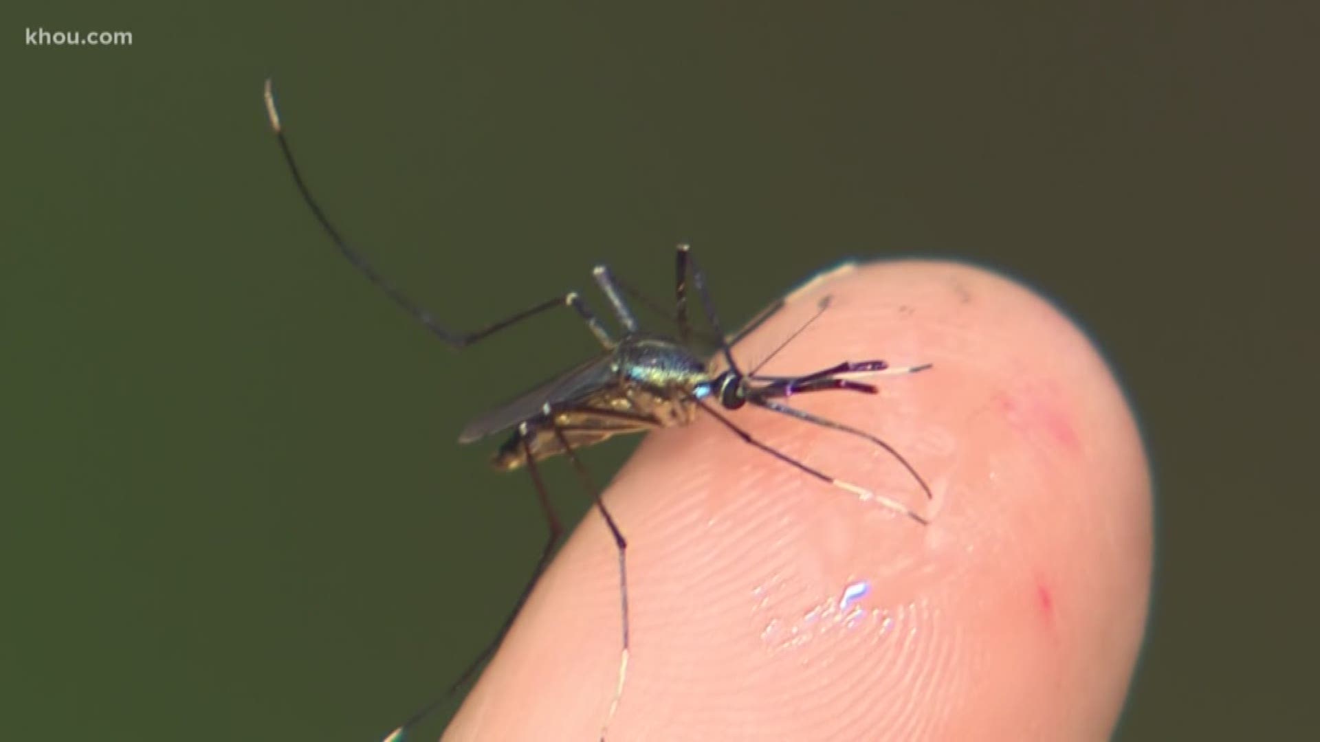 Harris County Precinct 4 and the Houston Museum of Natural Science’s Cockrell Butterfly Center are joining forces to study the results of launching “mosquito assassins” on mosquito populations in a semi-controlled environment.
