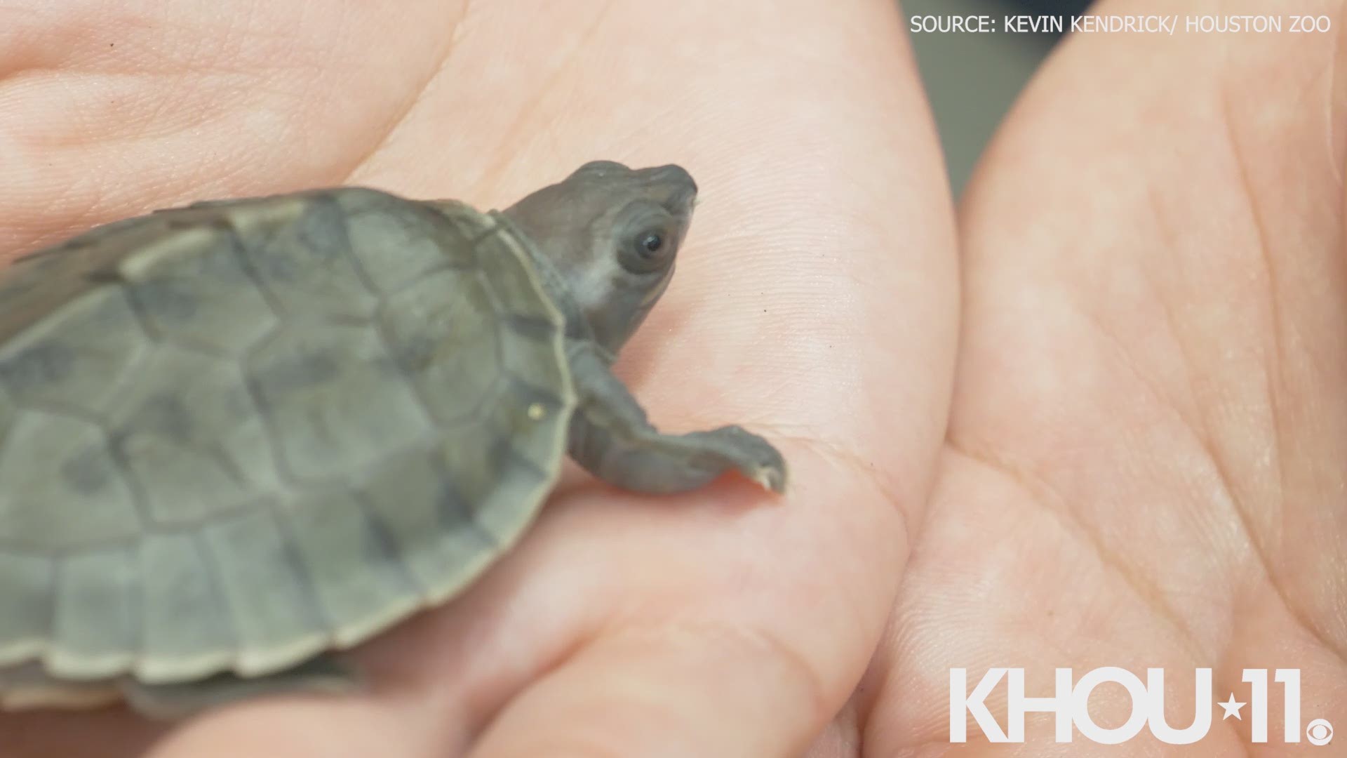Houston Zoo is now home to four recently hatched painted terrapin turtles, one of the most endangered turtles in the world.