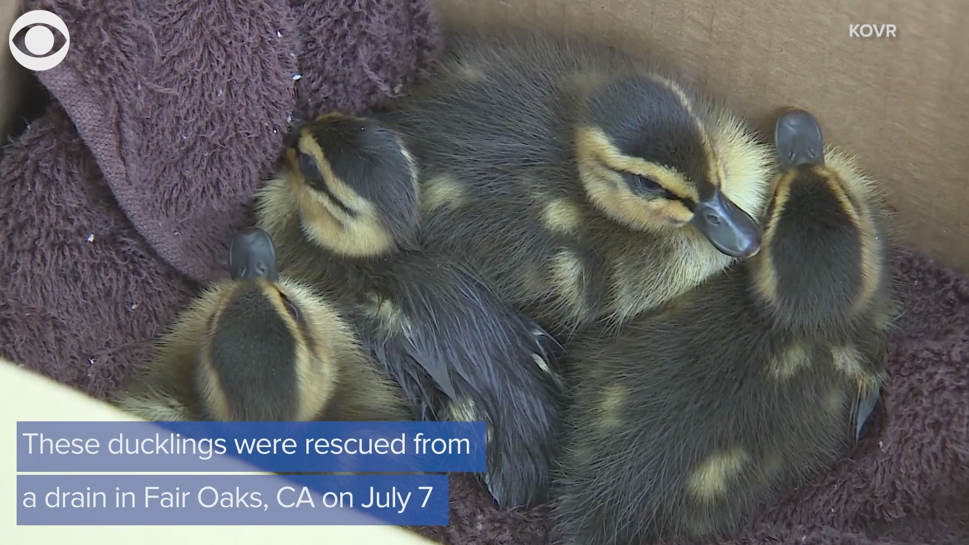 DUCKS IN THE DRAIN: Take a look at this rescue effort after a bunch of ducklings got stuck in a drain in California.