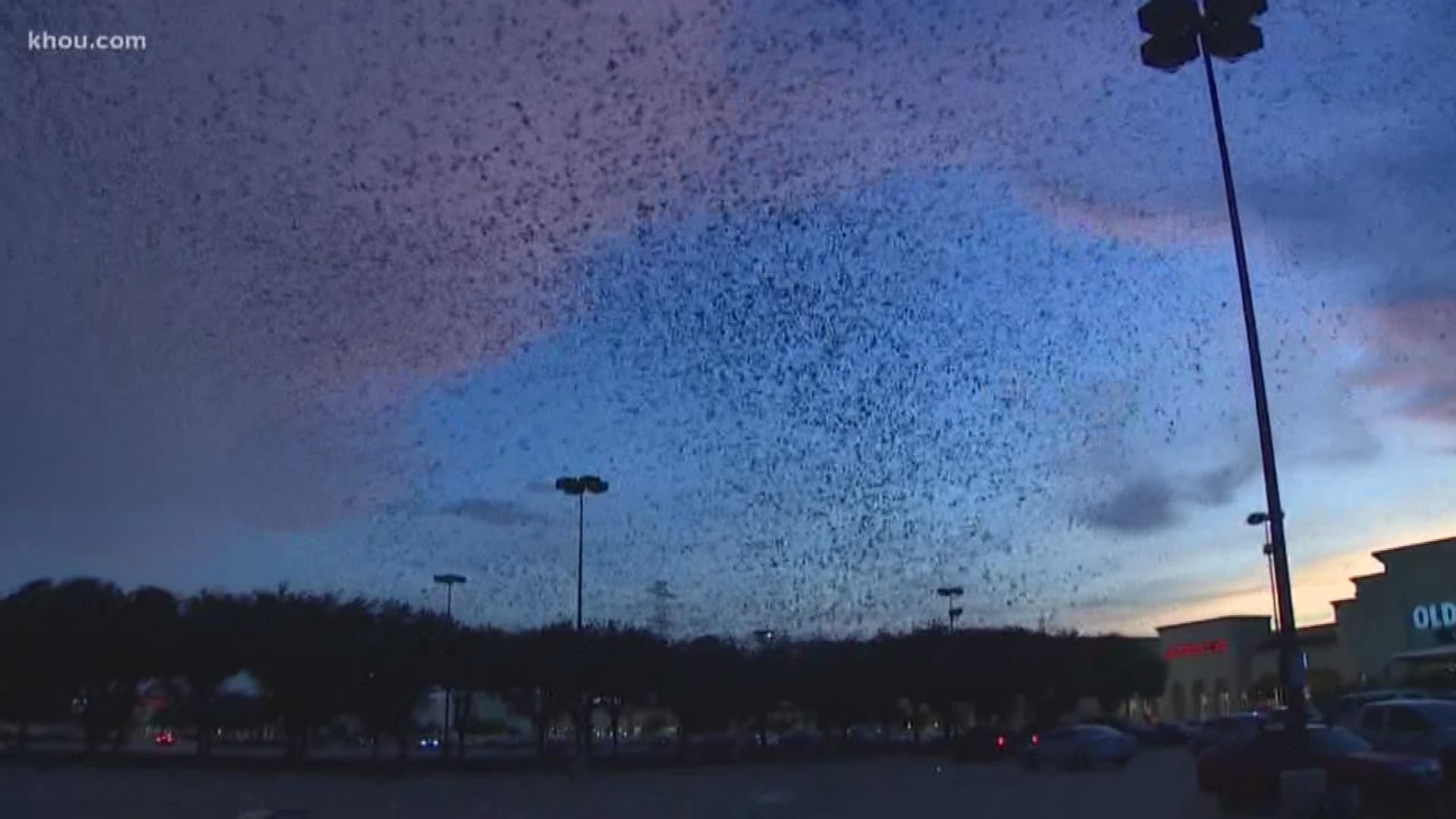 A swarm of purple martins was spotted at the Fountains shopping center in Stafford before they prepare for migration.