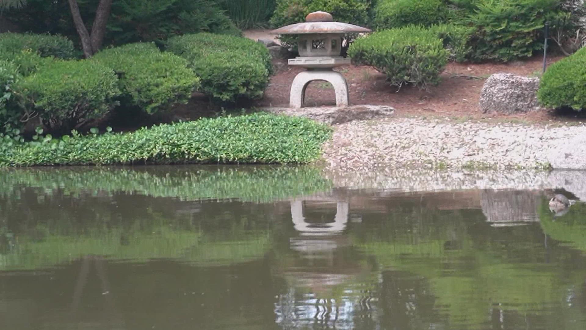 Not far from the busy Texas Medical Center and just a few miles from the hustle and bustle of downtown Houston, lies the beautiful, tranquil Japanese Garden.