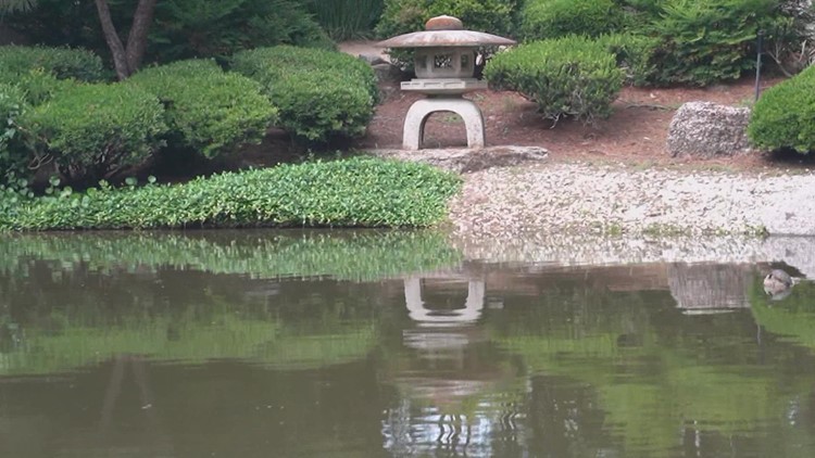 Japanese Garden in Hermann Park celebrating 30th anniversary