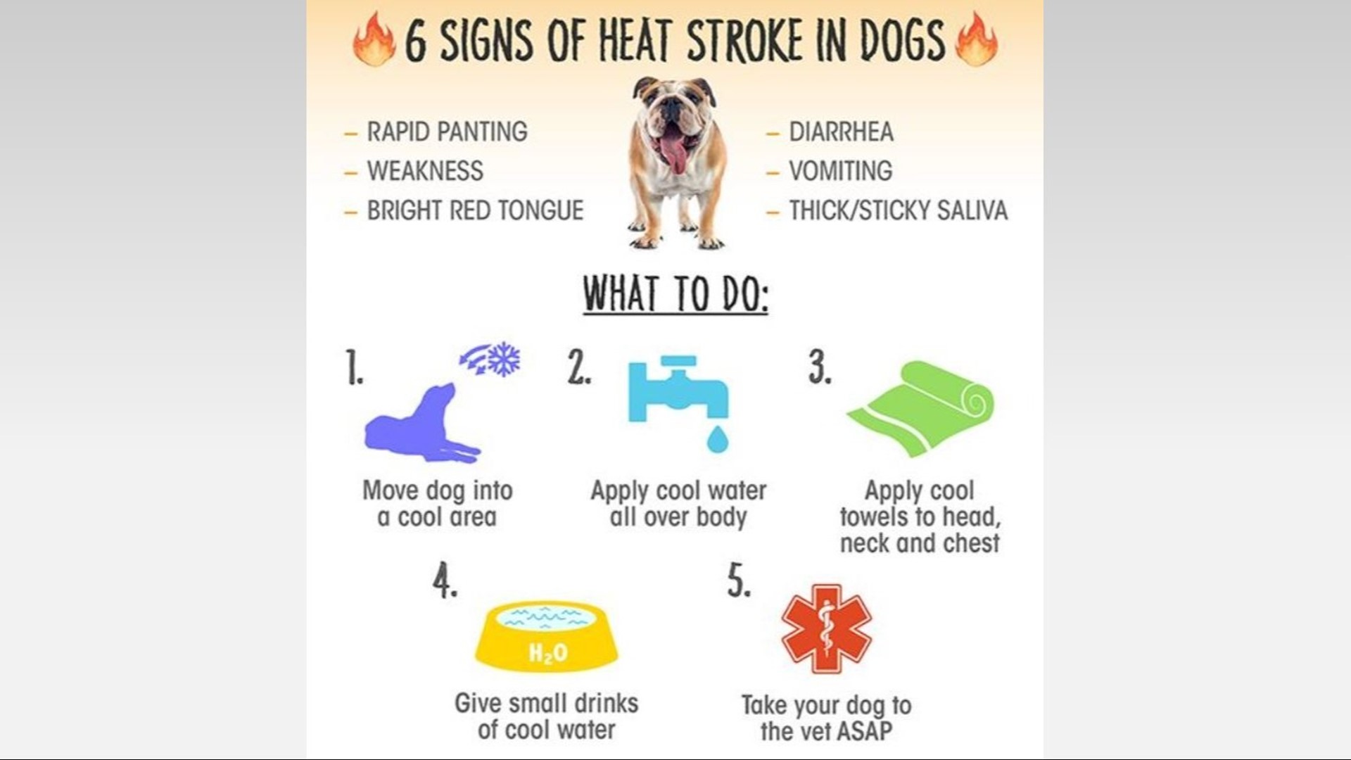 The heat can be dangerous -- even deadly -- for dogs and cats | khou.com