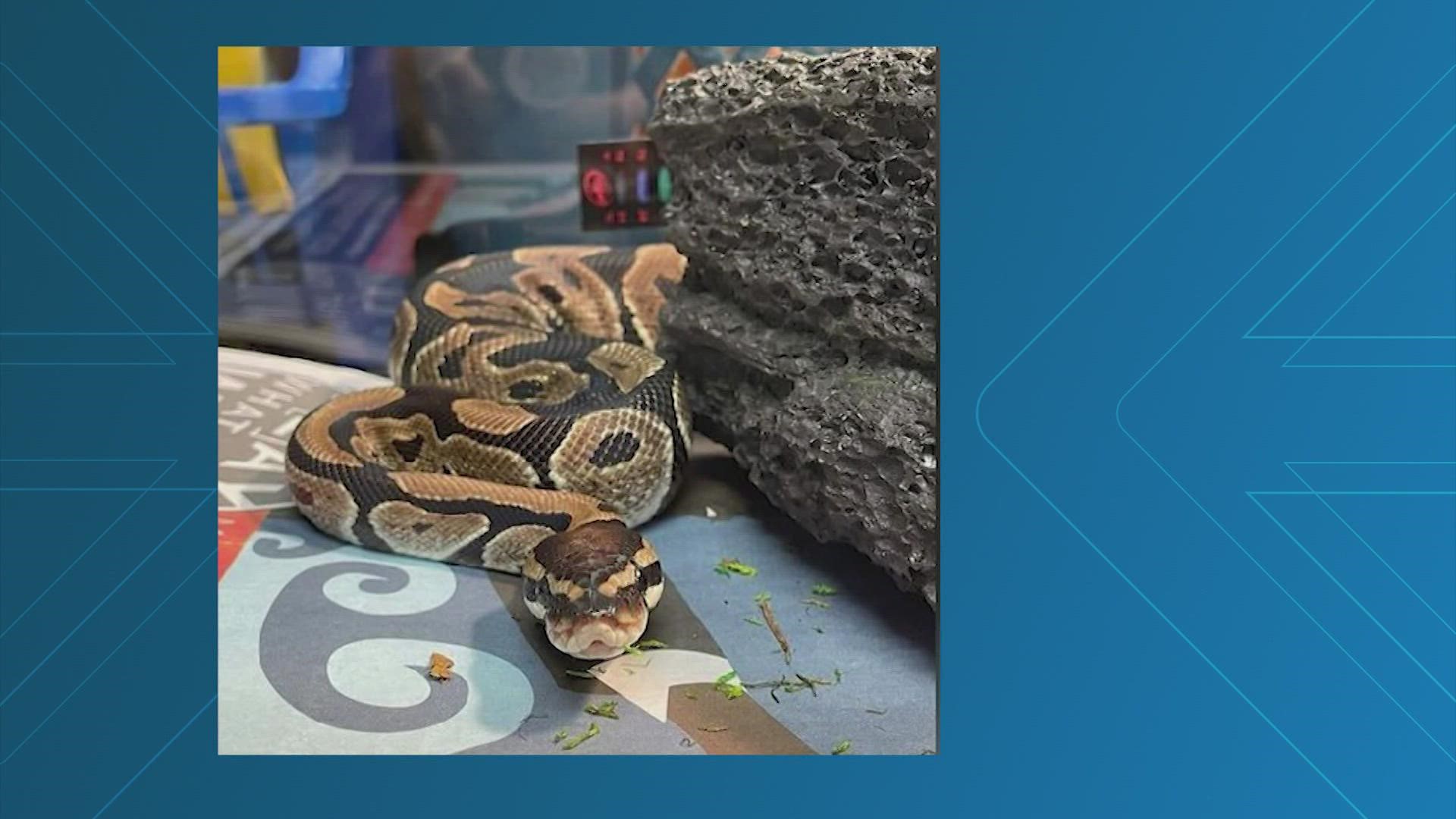 "Stressed and slightly spicy." That's how Animal Care and Control described a young python that was found hanging out on a shelf in a Walmart in Indiana.