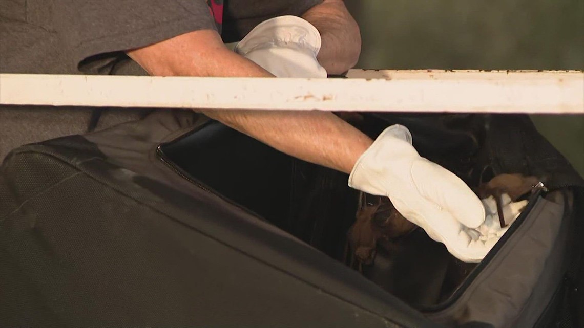 Bats rescued during freeze released under Houston's Waugh Drive Bridge