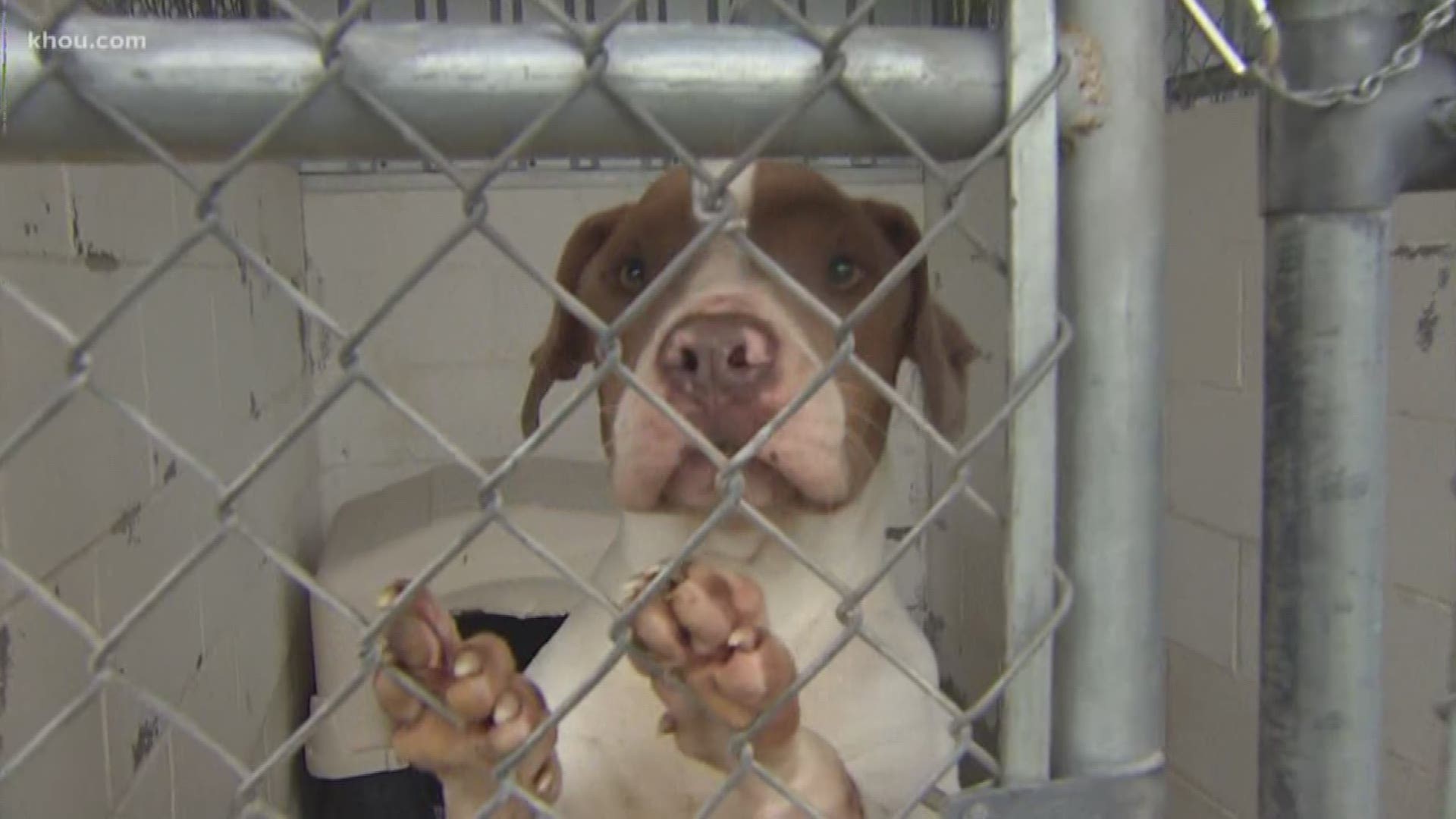 Fort Bend County Animal Services are asking for the public's help in fostering animals this weekend as a hard freeze is expected in southeast Texas.