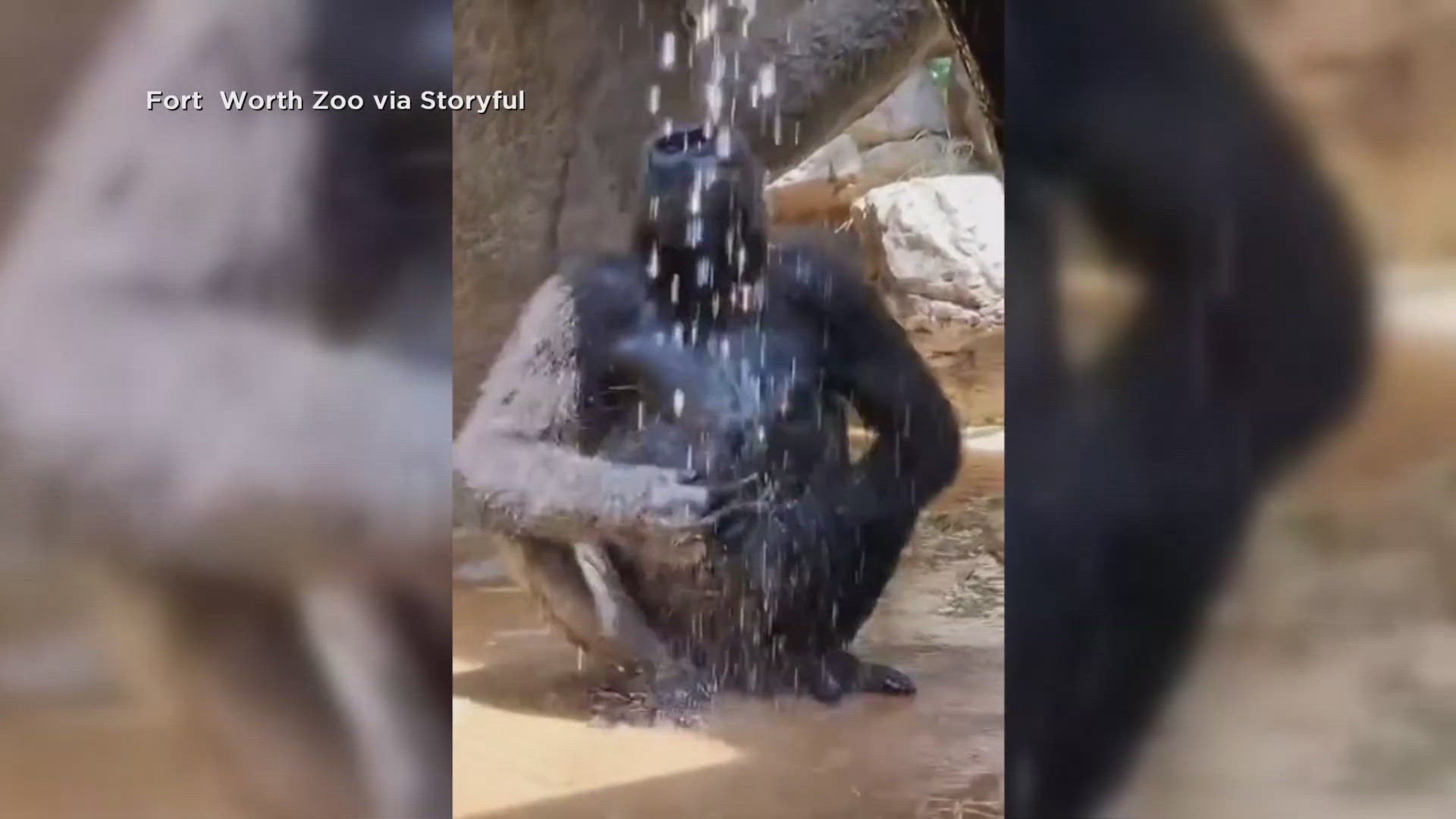 Gus the gorilla took a dip in the shower to try and beat the heat at the Fort Worth Zoo.