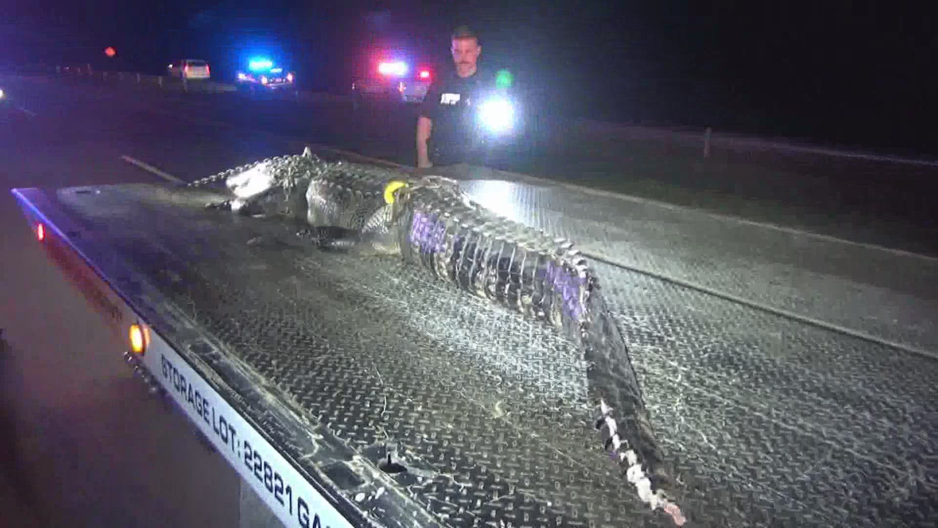 The 10-foot gator didn't survive. The driver was OK, but his car was banged up..