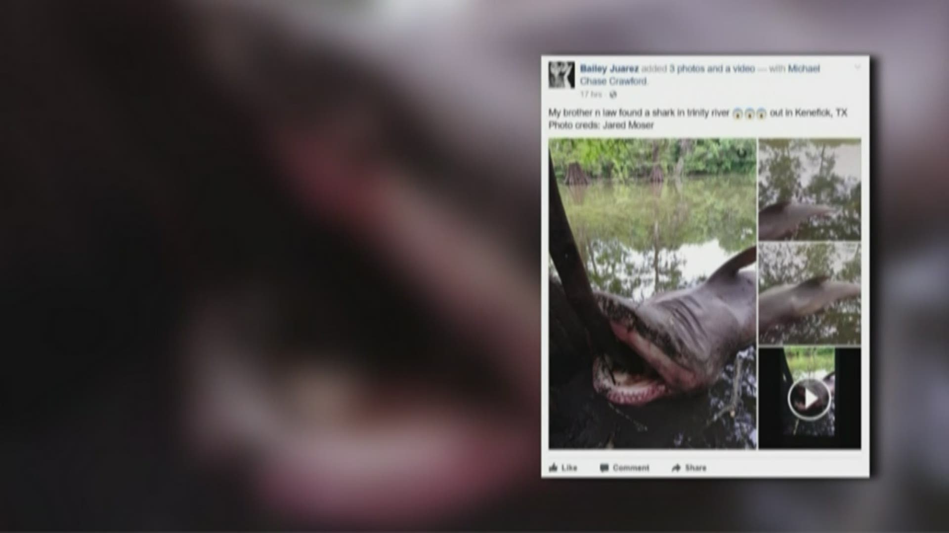 Can You Have A Pet Shark In Texas Verify Dead Bull Shark Found In Trinity River Khou Com