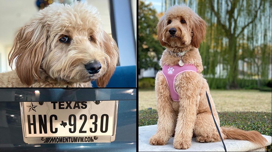 houston golden doodle