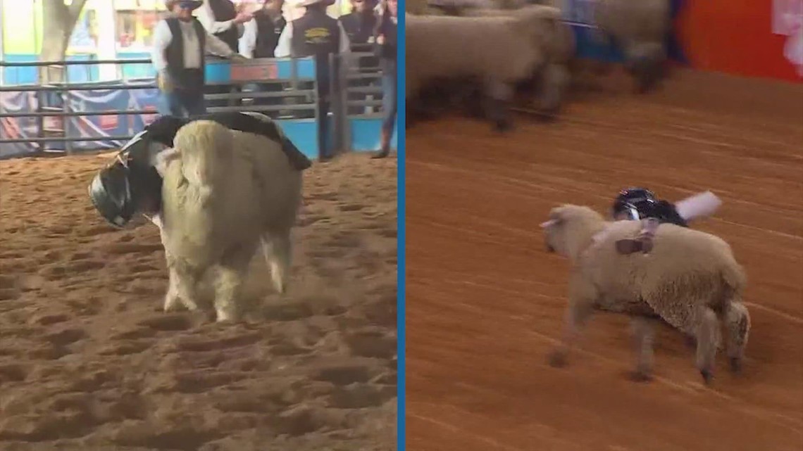 Registration for Mutton Bustin' at the Houston Livestock Show and Rodeo