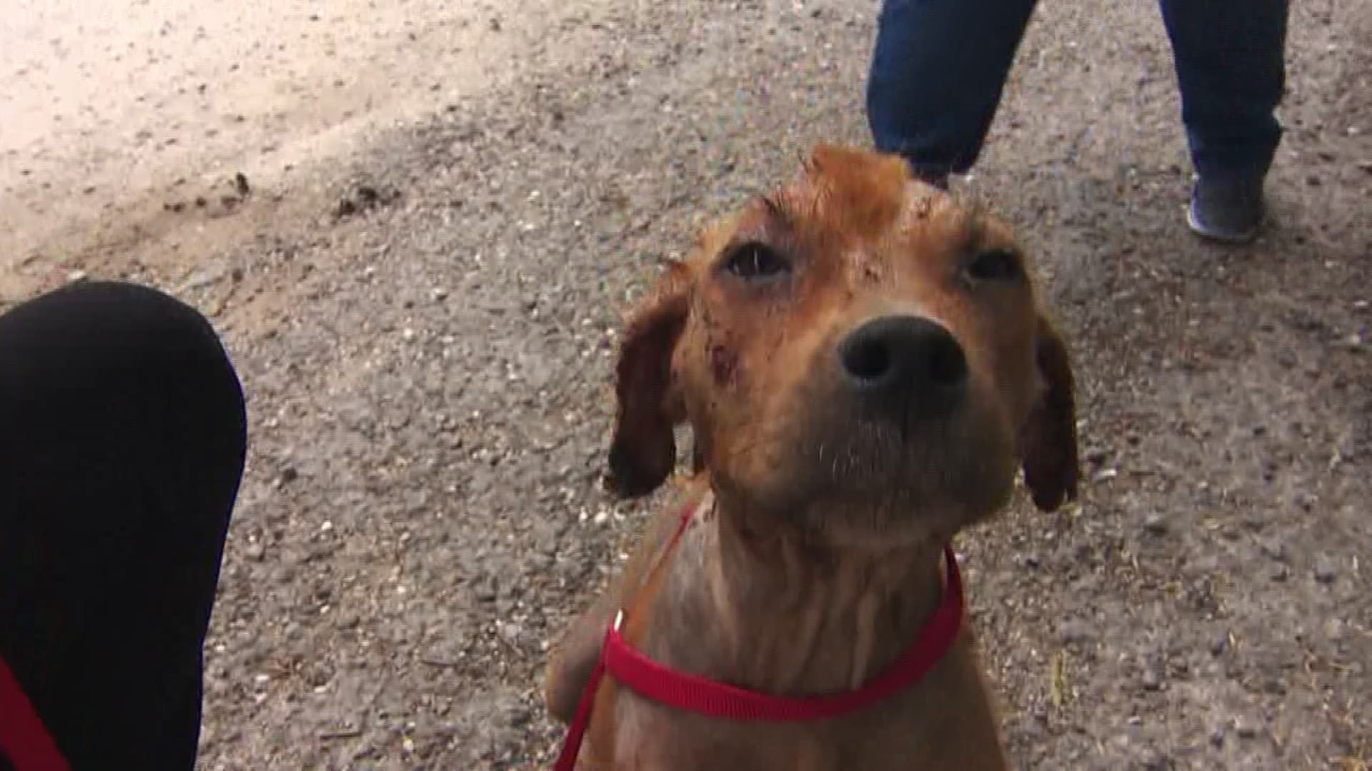 A KHOU 11 Investigates analysis of city reports shows just eight zip codes accounted for 27 percent of the stray animals reported to BARC since January 2015.