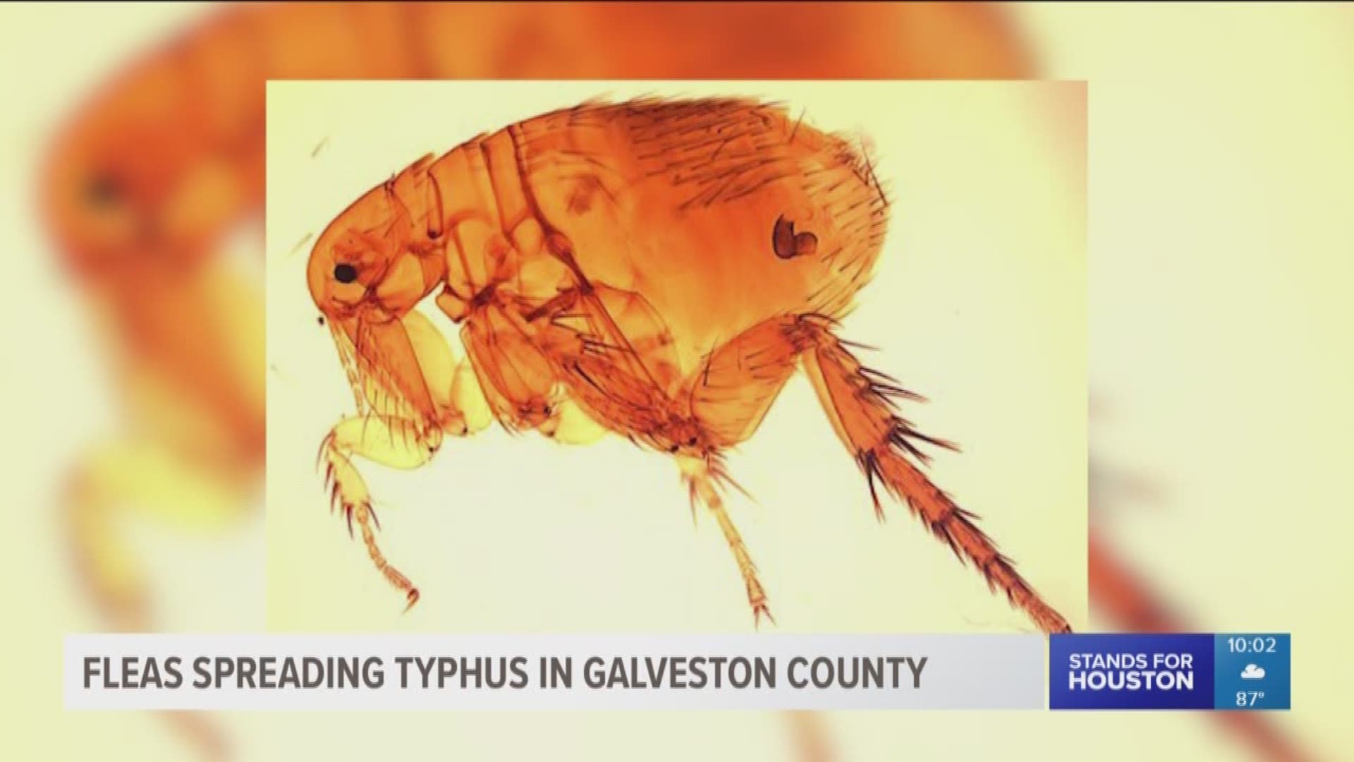 Number of typhus cases growing in Galveston County | khou.com