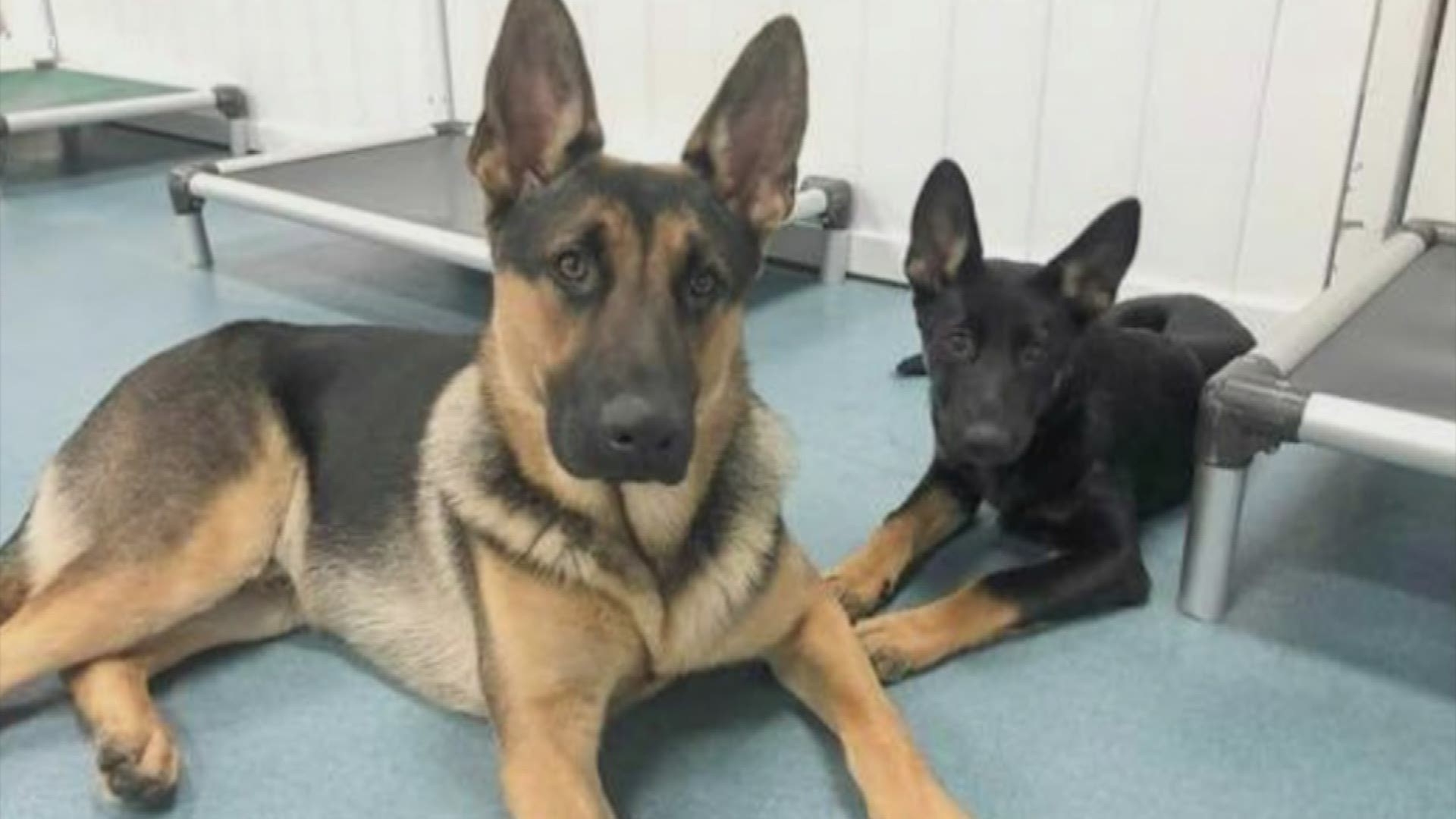 A Katy homeowner is upset after her German Shepherd puppy was hurt when it got caught in a trap set in her neighbor's front yard.