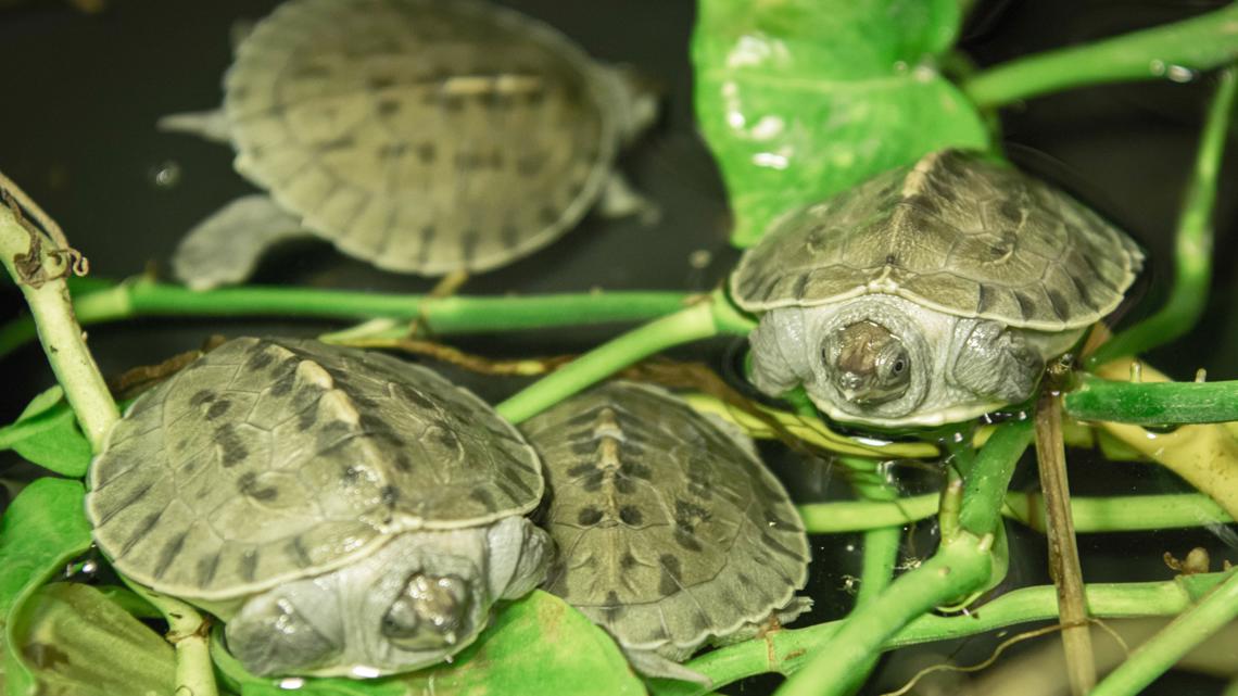 Baby turtles! Houston Zoo has first ever hatching of highly endangered ...