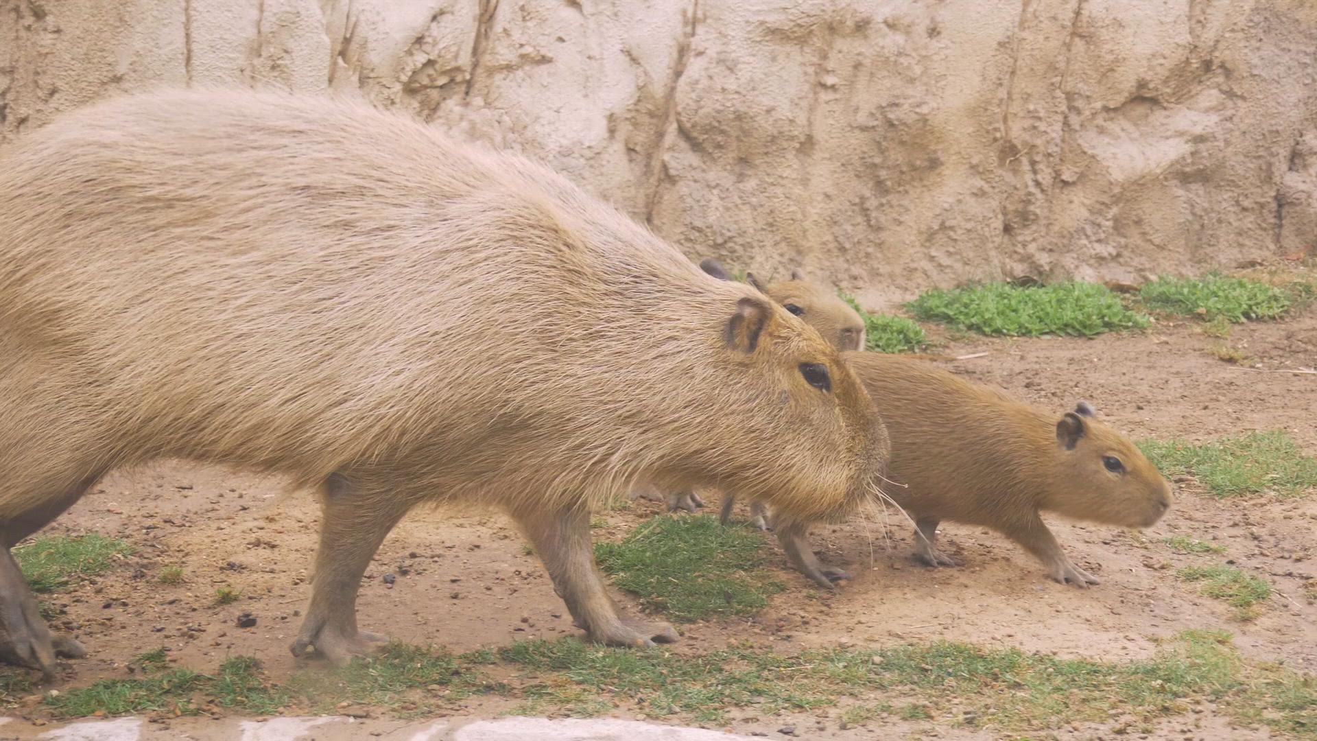 Bruno and Pepa are from the same rodent family as guinea pigs but they're 50 times bigger. In fact, capybaras are the world's largest rodent.