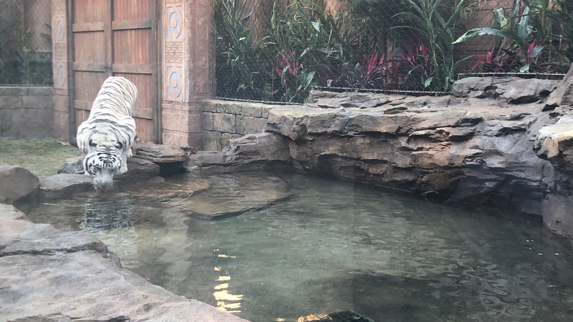 Tigers at Houston's Downtown Aquarium get new outdoor habitat