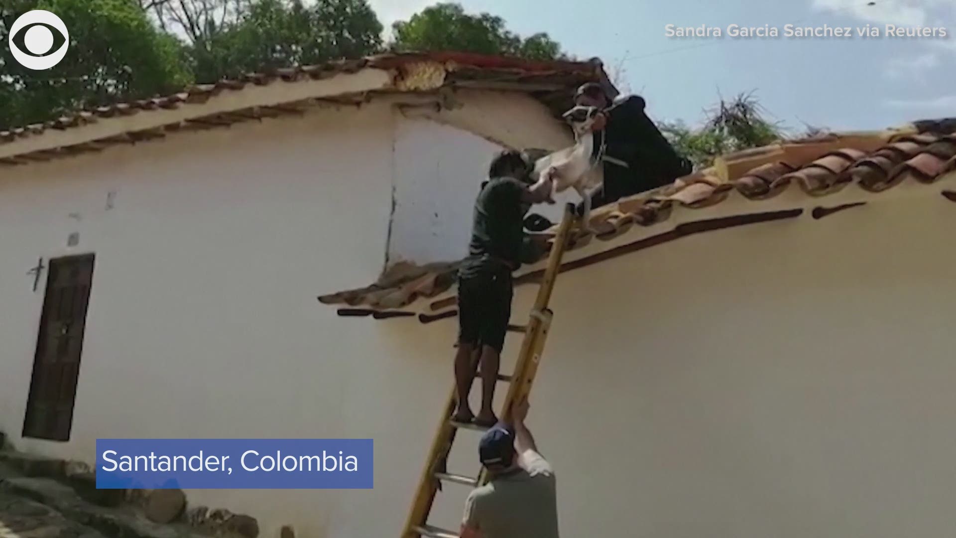 GOATS ON A ROOF: Firefighters had to rescue a group of goats that were trapped on a roof in the northern Columbian department of Santander on Sunday (3/14).