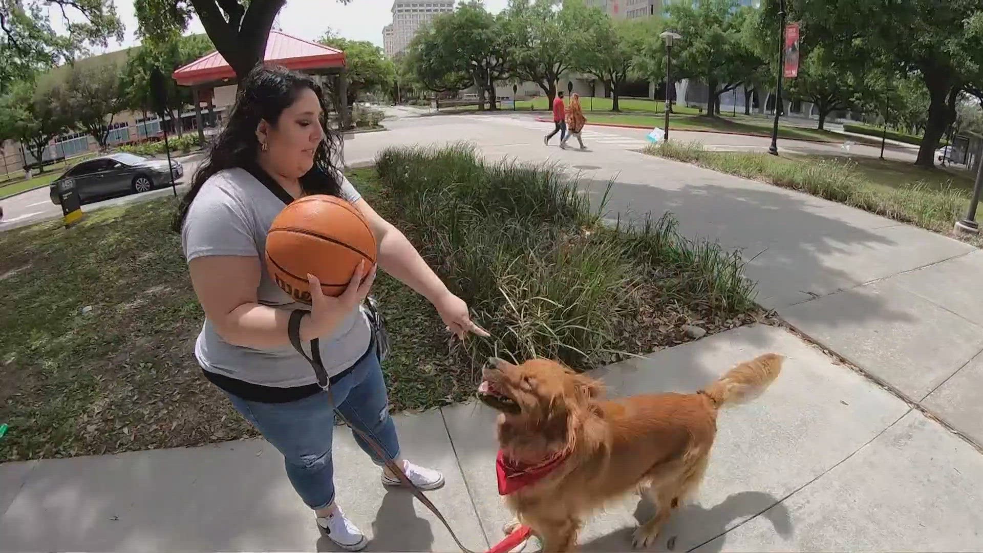 The golden retriever is the unofficial mascot of the UH Hispanic Alumni Network. His POV reels during basketball season are very popular.