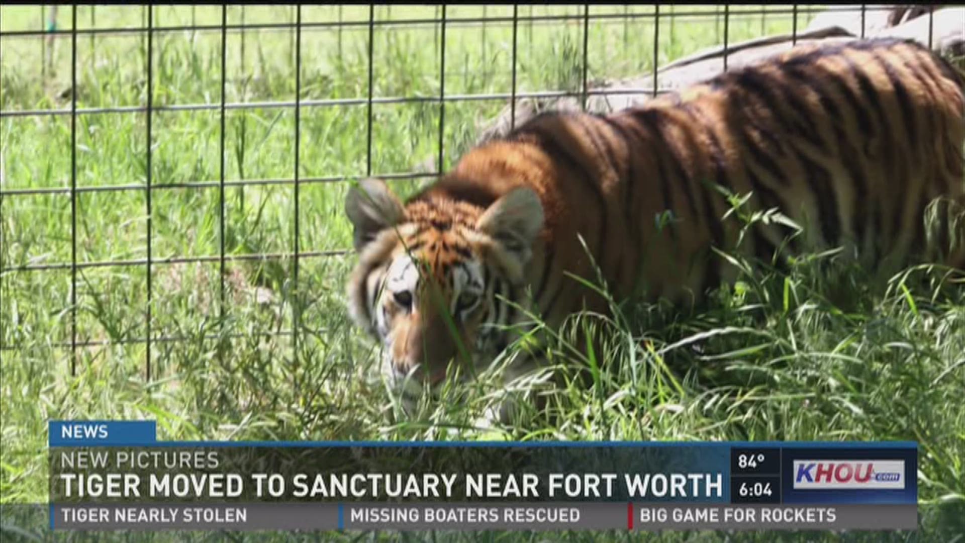 It's another bizarre twist in a story that's been full of them: A masked man apparently tried to steal Nahla, the tiger found wandering through a Conroe subdivision during last week's storms. Conroe police say the man dressed in black broke a glass window