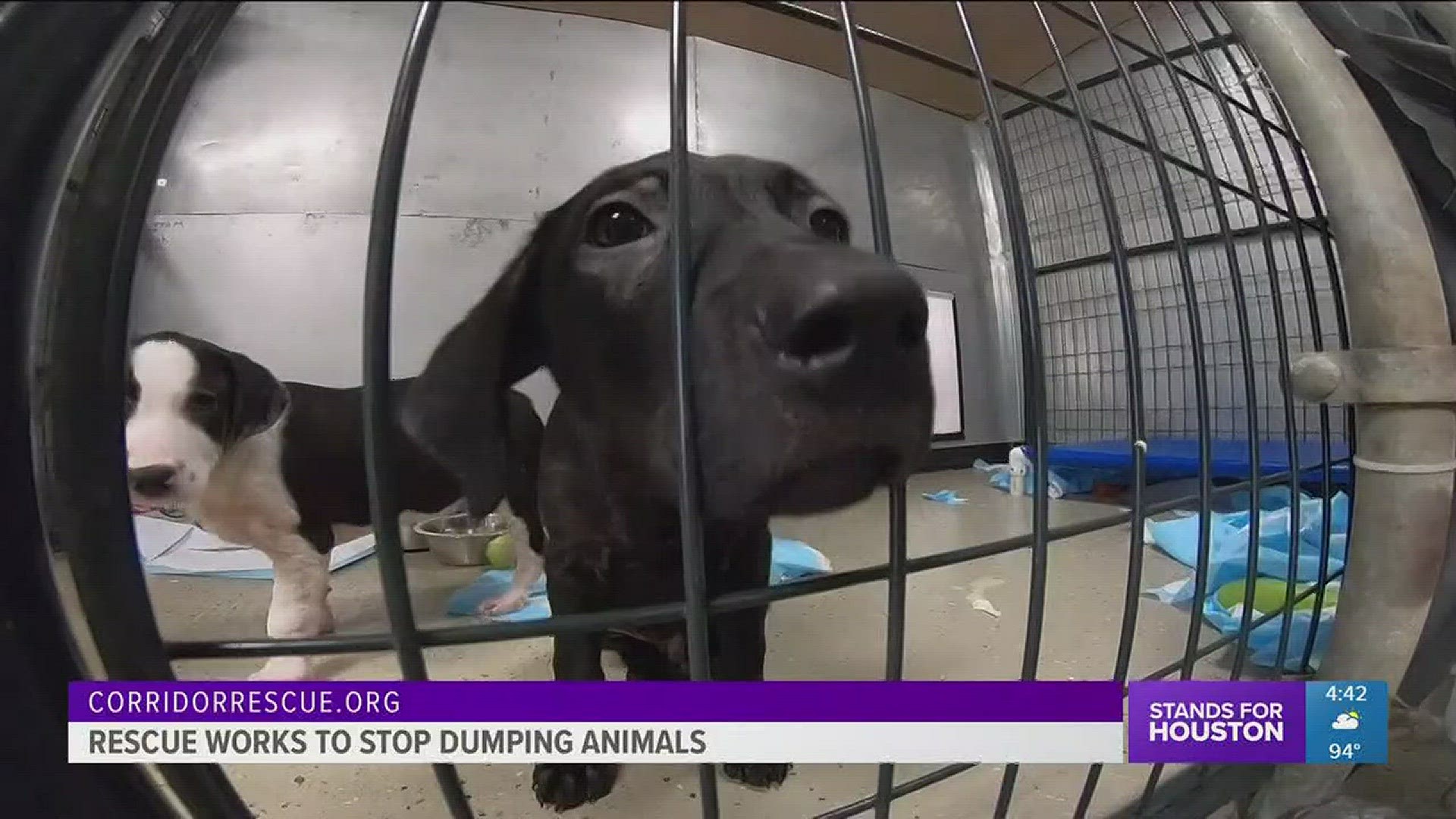 Corridor Rescue has saved countless animals through the year but now they're the ones who need help. They need security cameras to help deter people from dumping animals outside their shelter. If you can help, please email web@khou.com