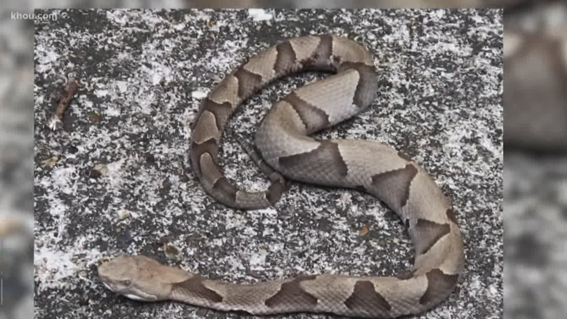 Experts warn Virginia's venomous snakes are out and about