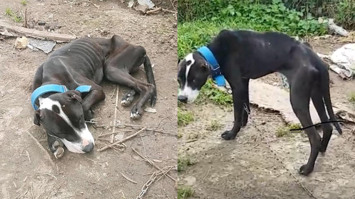 2 Emaciated Dogs Taken From Houston Home Khou Com